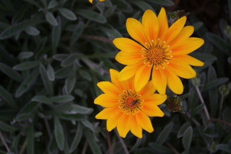 Logan Botanic Gardens two yellow flowers
